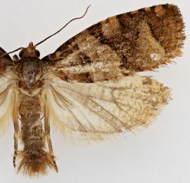 Male. © Loren Jones. Image used with permission.